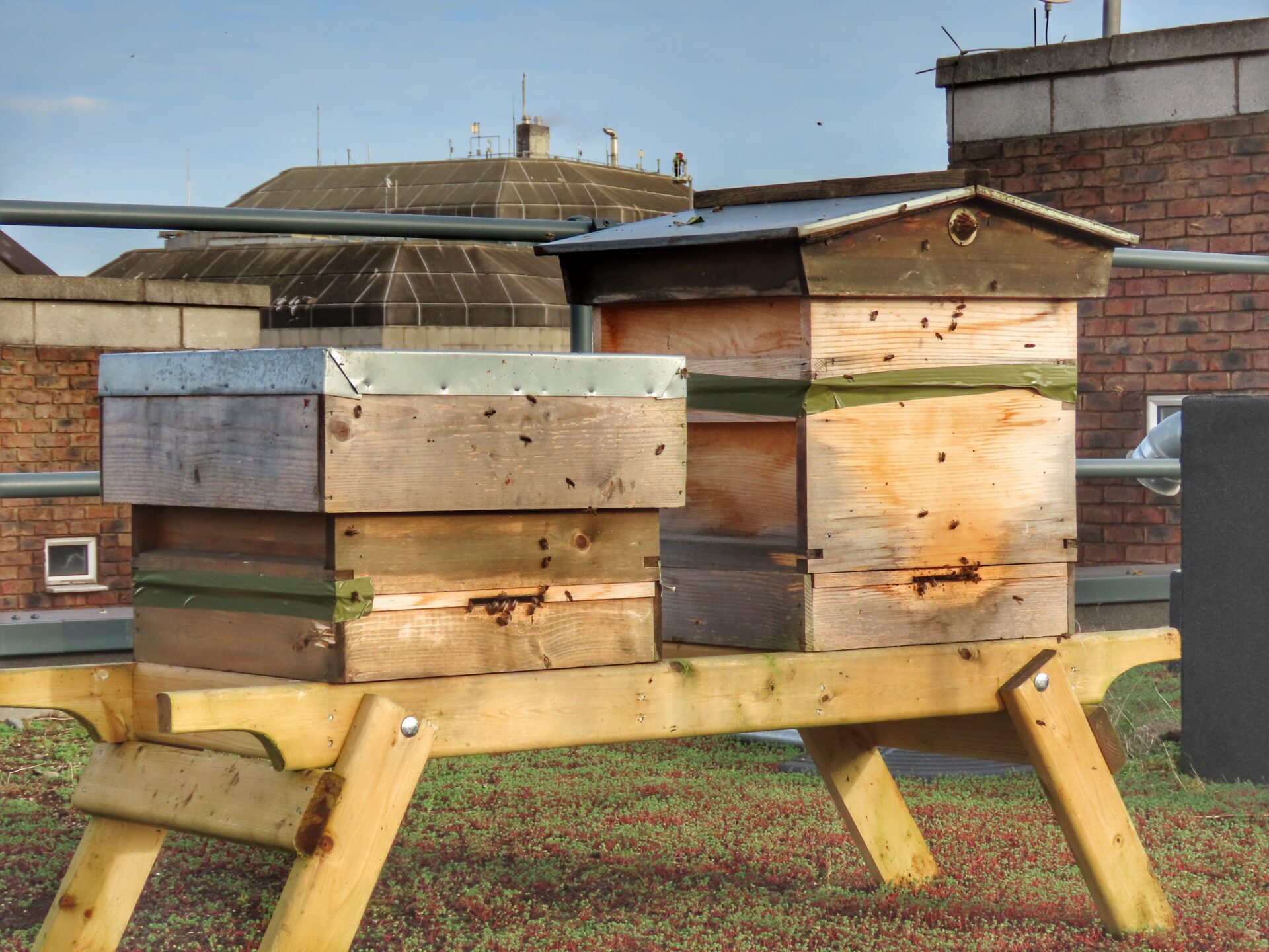 2 beehives on the roof